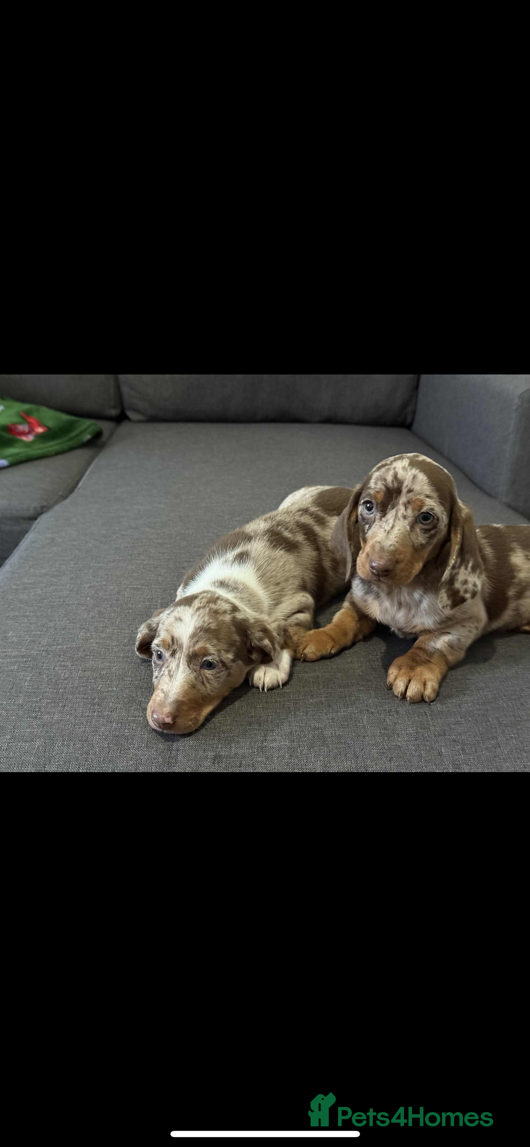 Dachshund dogs for sale: Dachshund - Image 4
