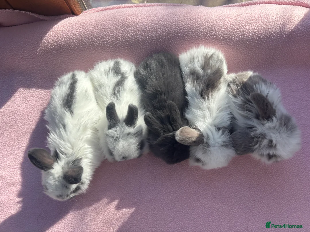 Mini Lion Lop rabbits for sale: Lion head/mini lop bunnies  - Advert 2