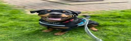 Rottweiler dogs for sale: 7 month old female Rottweiler  in Ripley - Advert 15