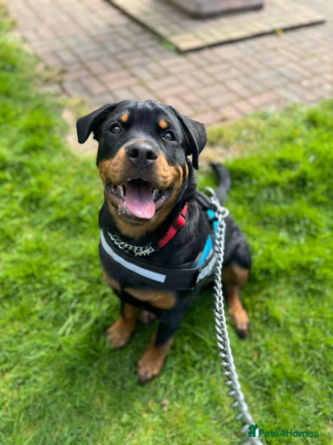 Rottweiler dogs for sale: 7 month old female Rottweiler  in Ripley - Advert 15