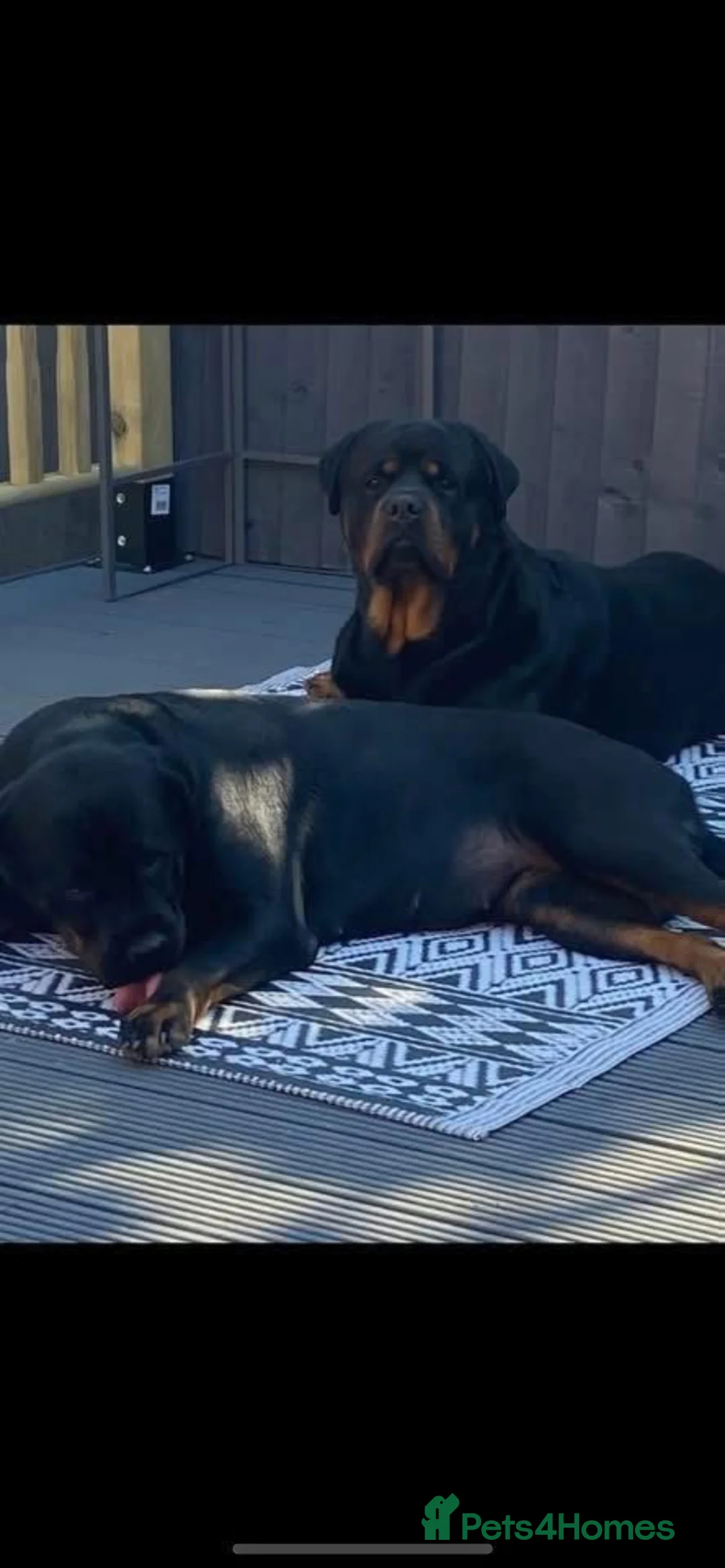 Rottweiler dogs for sale: Beautiful litter  in Mansfield - Advert 2