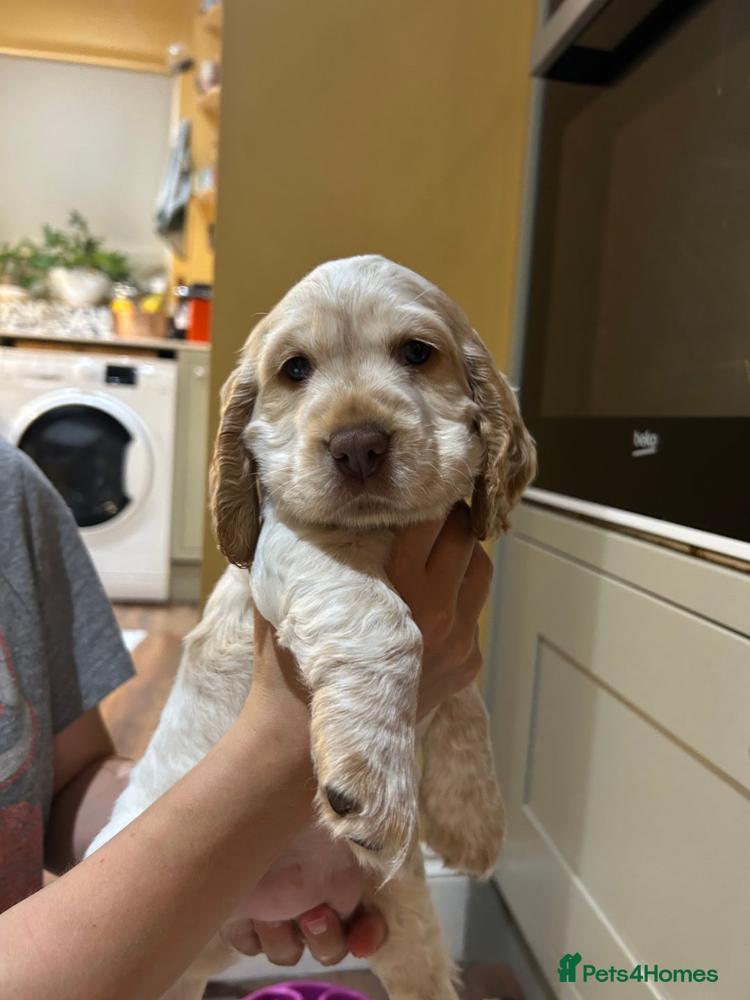 Cocker Spaniel dogs for sale: Beautiful Show Cocker Spaniels - Image 8