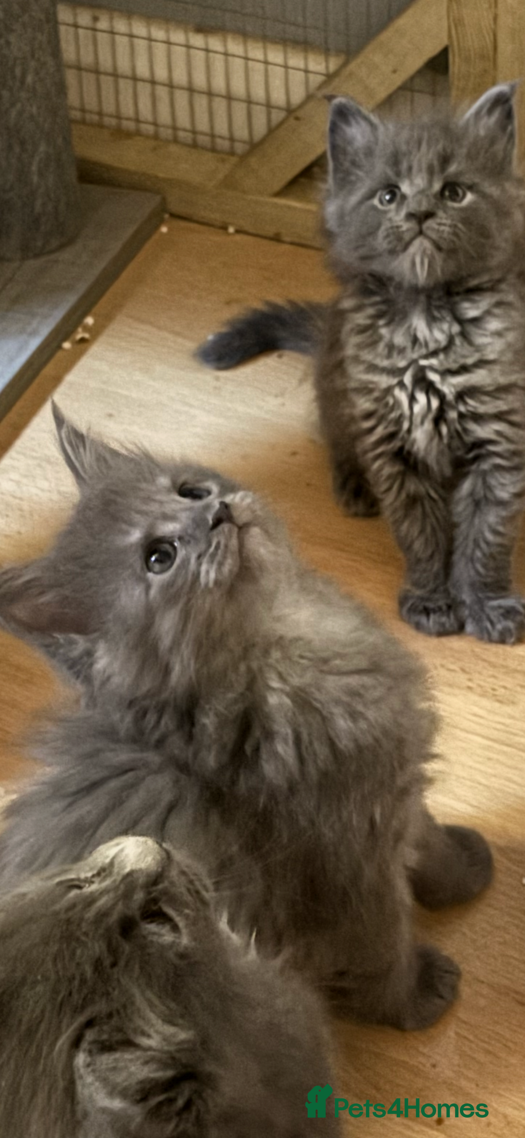 Maine Coon cats for sale: Gccf reg Maine coon kittens - Image 5