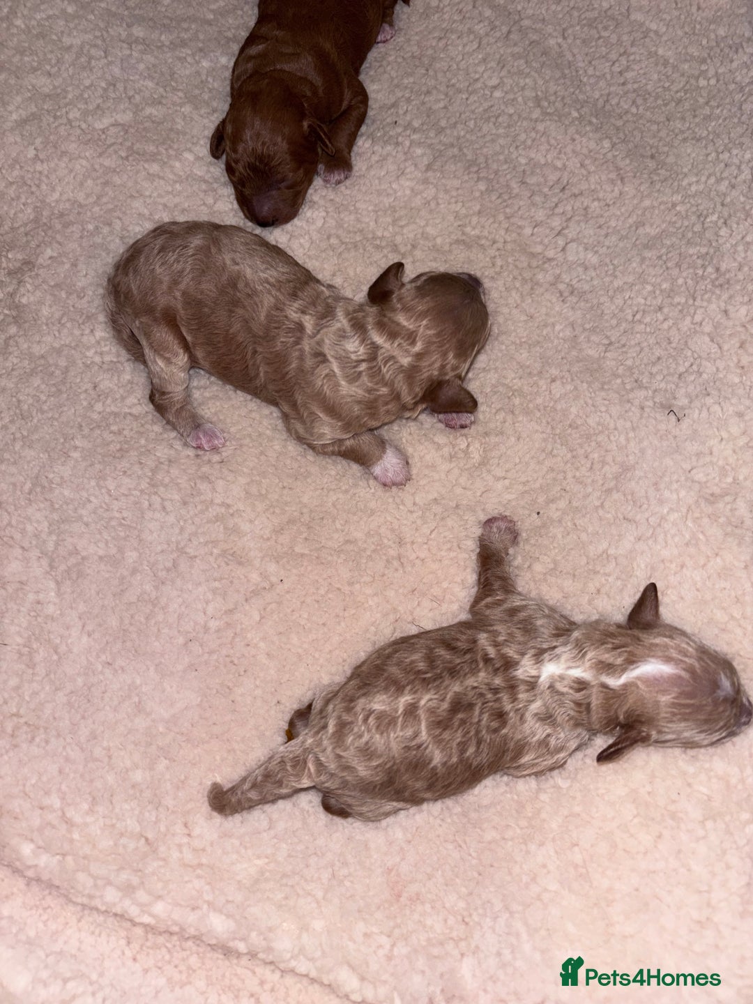 Cockapoo dogs for sale: F1B cockapoo puppies  - Advert 8