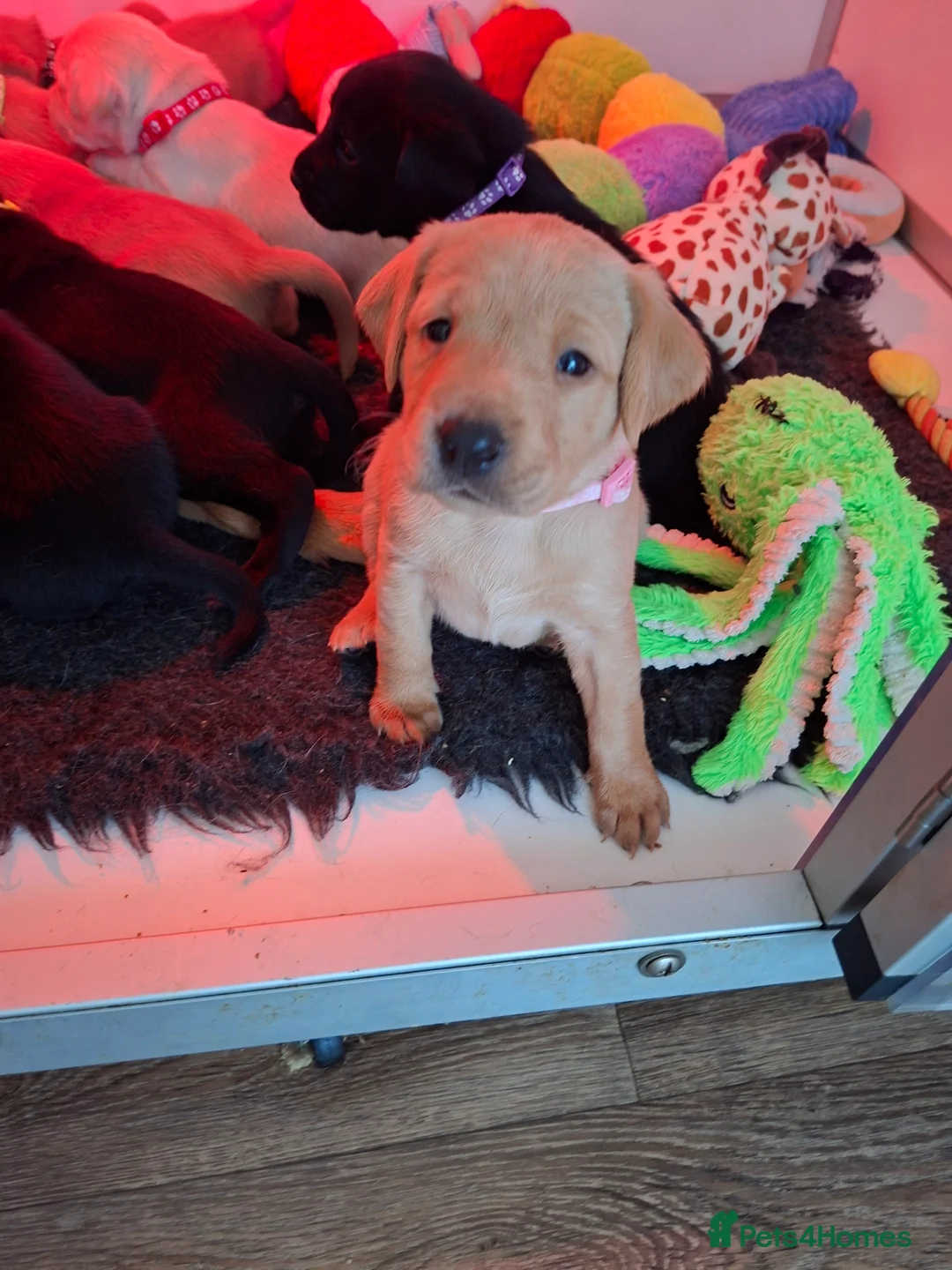 Labrador Retriever dogs for sale: Labrador Retriever litter - Advert 12