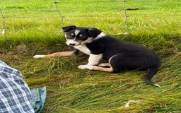 Border Collie dogs for sale: Gorgeous collie puppies  - Image 7