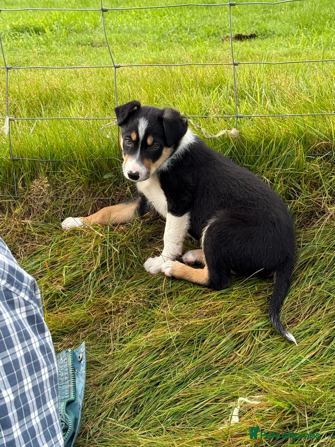 Border Collie dogs for sale: Gorgeous collie puppies  - Image 7
