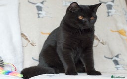 British Shorthair cats for sale: Last 2 black boys 😻😻  in High Wycombe - Image 4