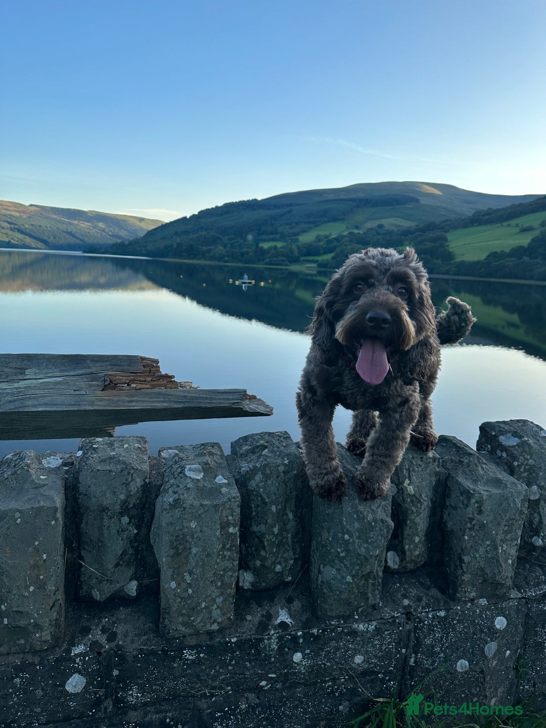 Cockapoo dogs for sale: Much Loved Cockapoo Barney - Advert 5