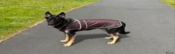 German Shepherd dogs for sale: Our Beautiful German Shepherd Boy-Kobe  in Wolverhampton - Advert 4