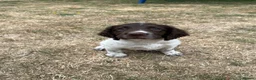 English Springer Spaniel dogs for sale: Springer Spaniels - Advert 13