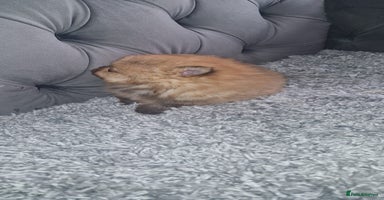 Pomeranian dogs - Advert 5