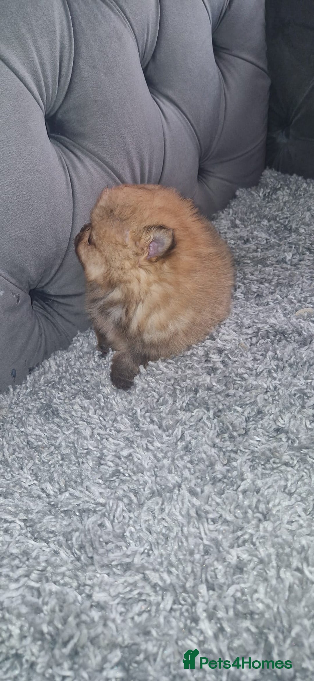 Pomeranian dogs for sale: Pomeranian Puppies  - Advert 4