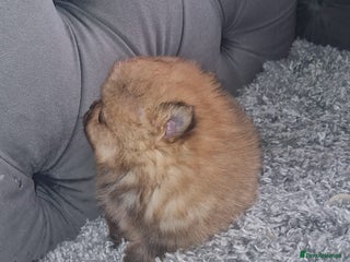 Pomeranian dogs Pomeranian Puppies - Advert 7