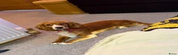 Mixed Breed dogs for sale: Beautiful Cockalier Puppies for Sale in Halifax - Advert 2