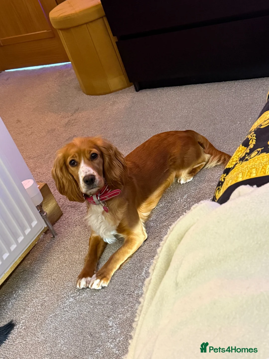 Mixed Breed dogs for sale: Beautiful Cockalier Puppies for Sale in Halifax - Advert 2