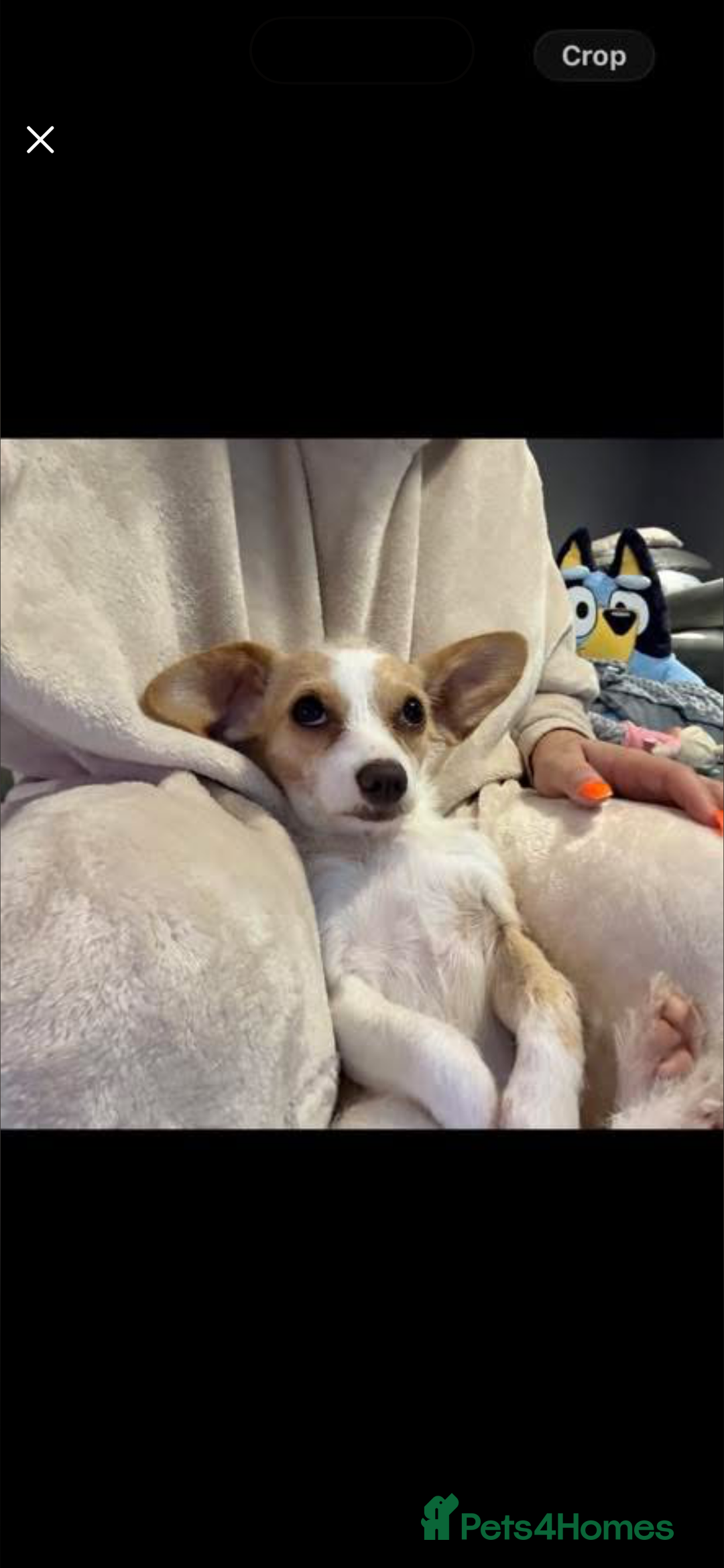 Mixed Breed dogs for sale: Gorgeous cute playful puppies - Advert 1