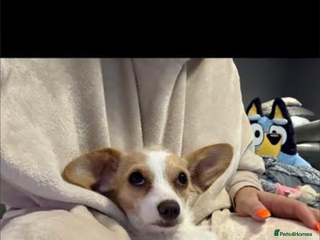 Mixed Breed dogs Gorgeous cute playful puppies - Advert 1