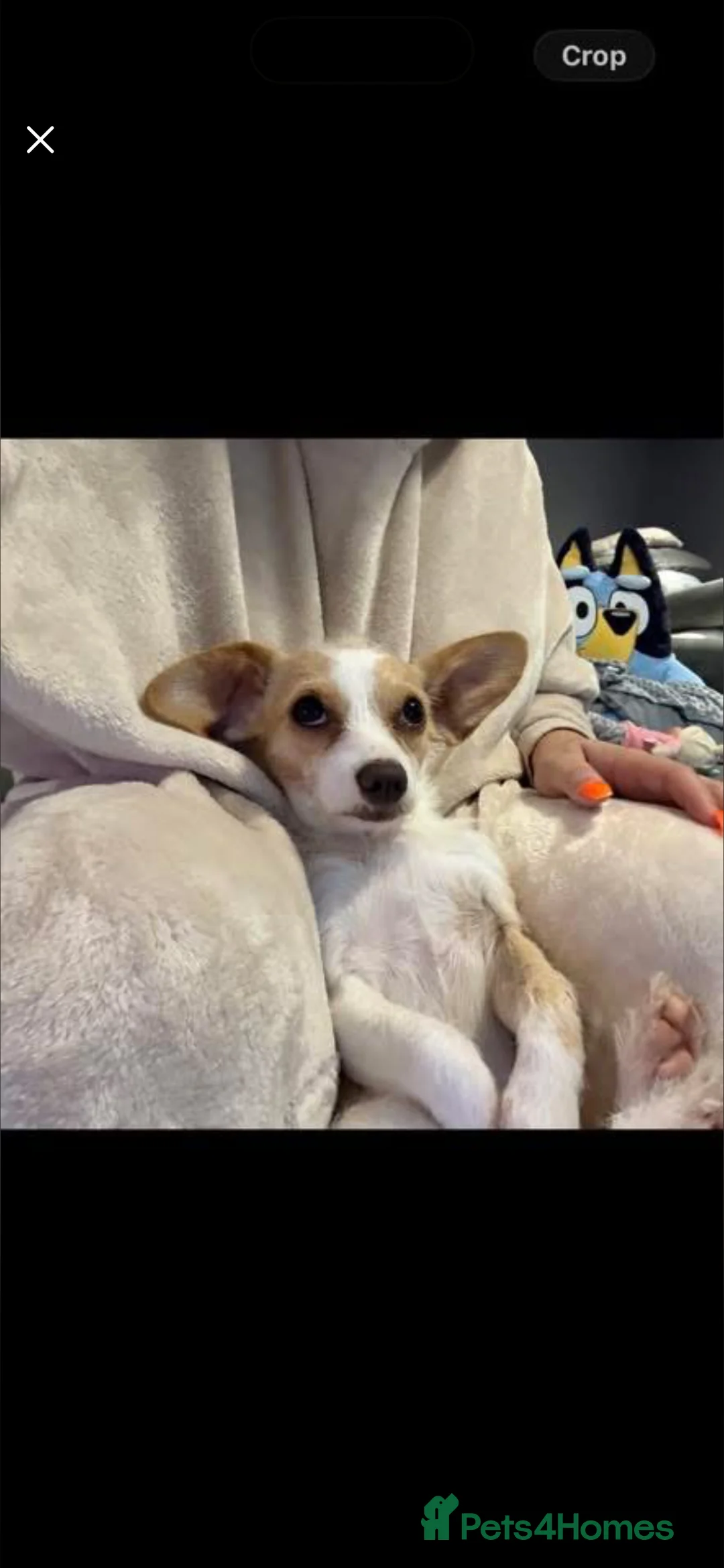 Mixed Breed dogs for sale: Gorgeous cute playful puppies - Advert 1