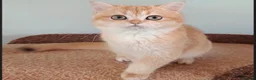 British Shorthair cats for sale: Flora - Advert 5