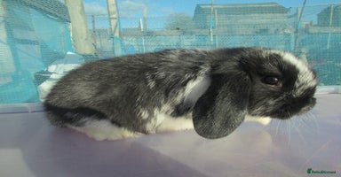 Mini Lop rabbits - Advert 15