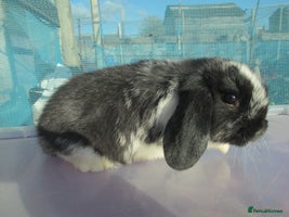 Mini Lop rabbits - Advert 15