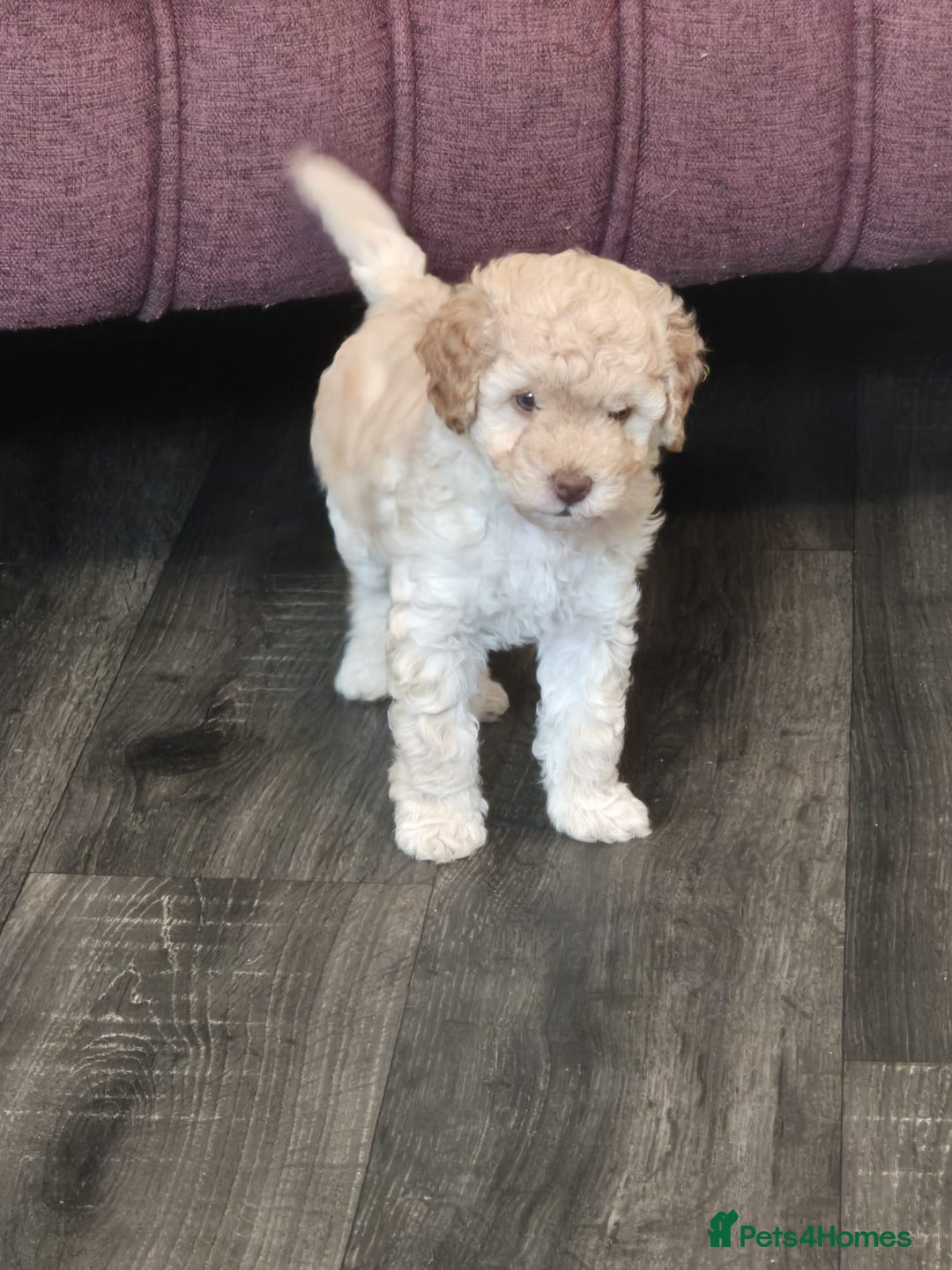 Miniature Poodle dogs for sale: LUXURY Litter of KC Registered Miniature Poodles - Image 26