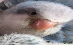 Parakeets birds for sale: Tamed hand reared baby Quaker parrots DNA tested  - Image 2