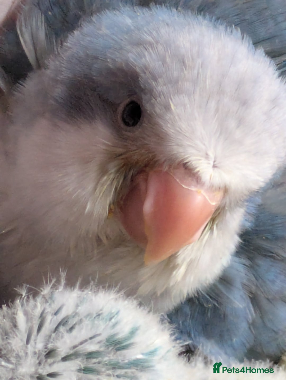 Parakeets birds for sale: Tamed hand reared baby Quaker parrots DNA tested  - Image 2