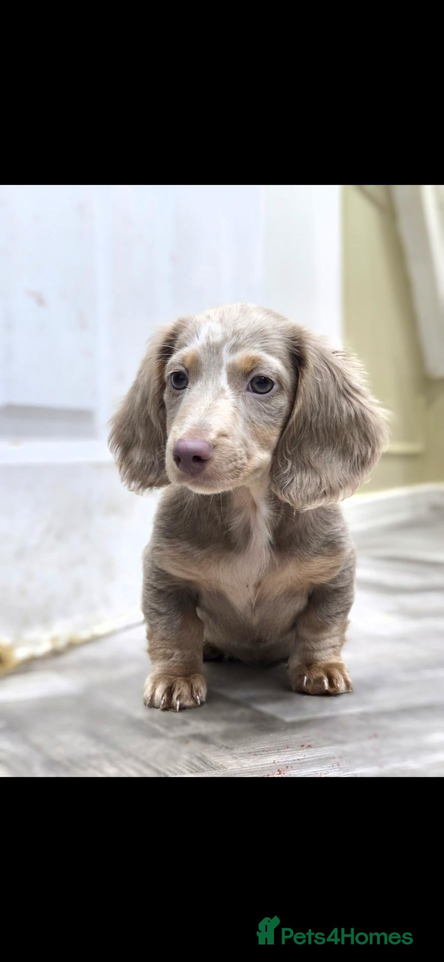Miniature Dachshund dogs STUNNING Last 2 puppys 💗💙READY NOW mini Dadhound - Advert 1