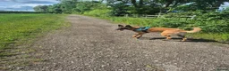 Belgian Shepherd Dog dogs for sale: 1 year old Belgium malinois  - Advert 3