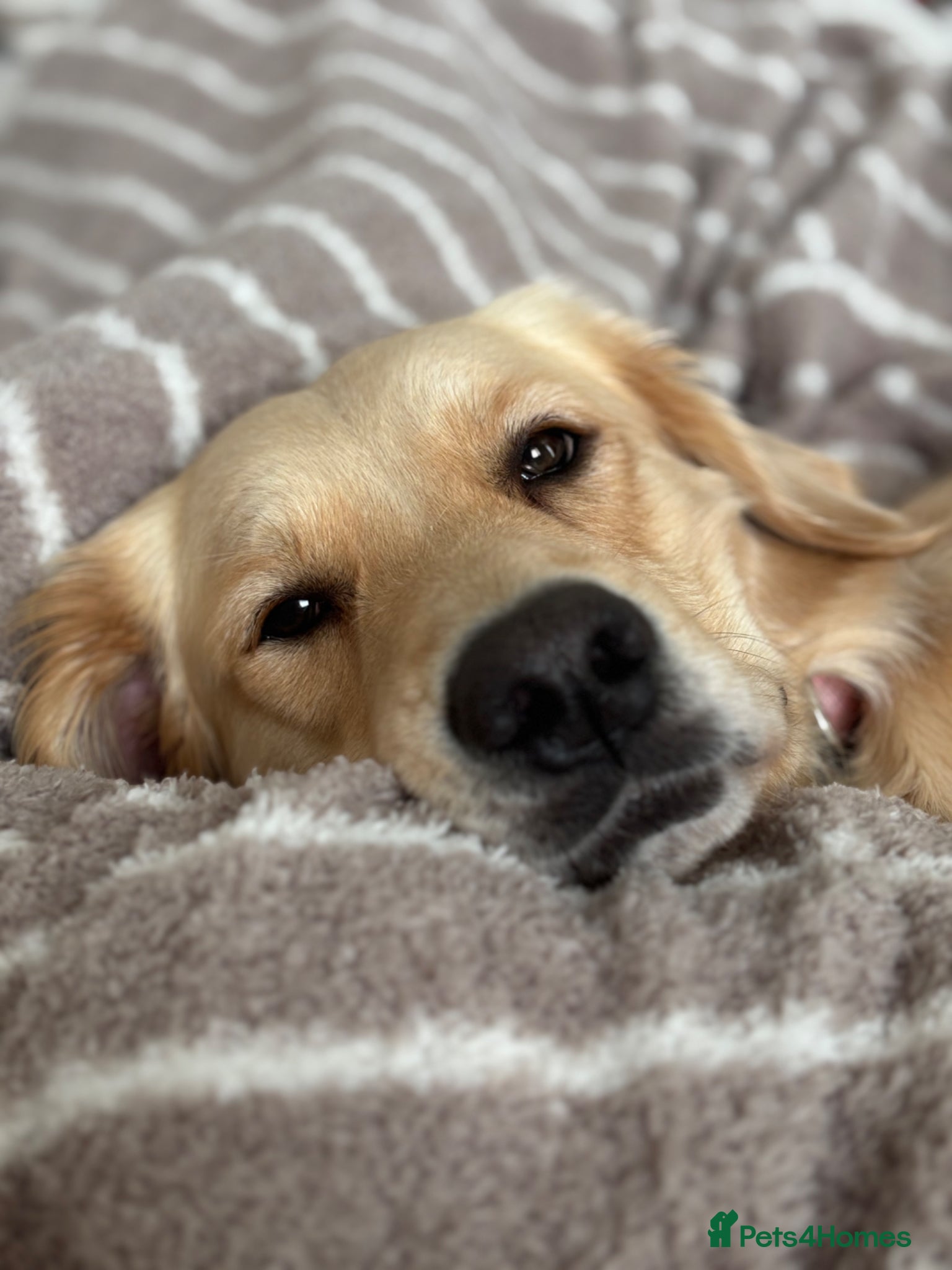 Golden Retriever dogs for sale: Golden retriever puppies waiting list open in Dawlish - Advert 3
