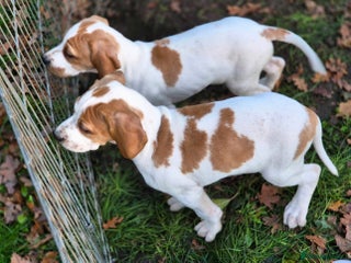 Pointer dogs Gorgeous English Pointers - Advert 6