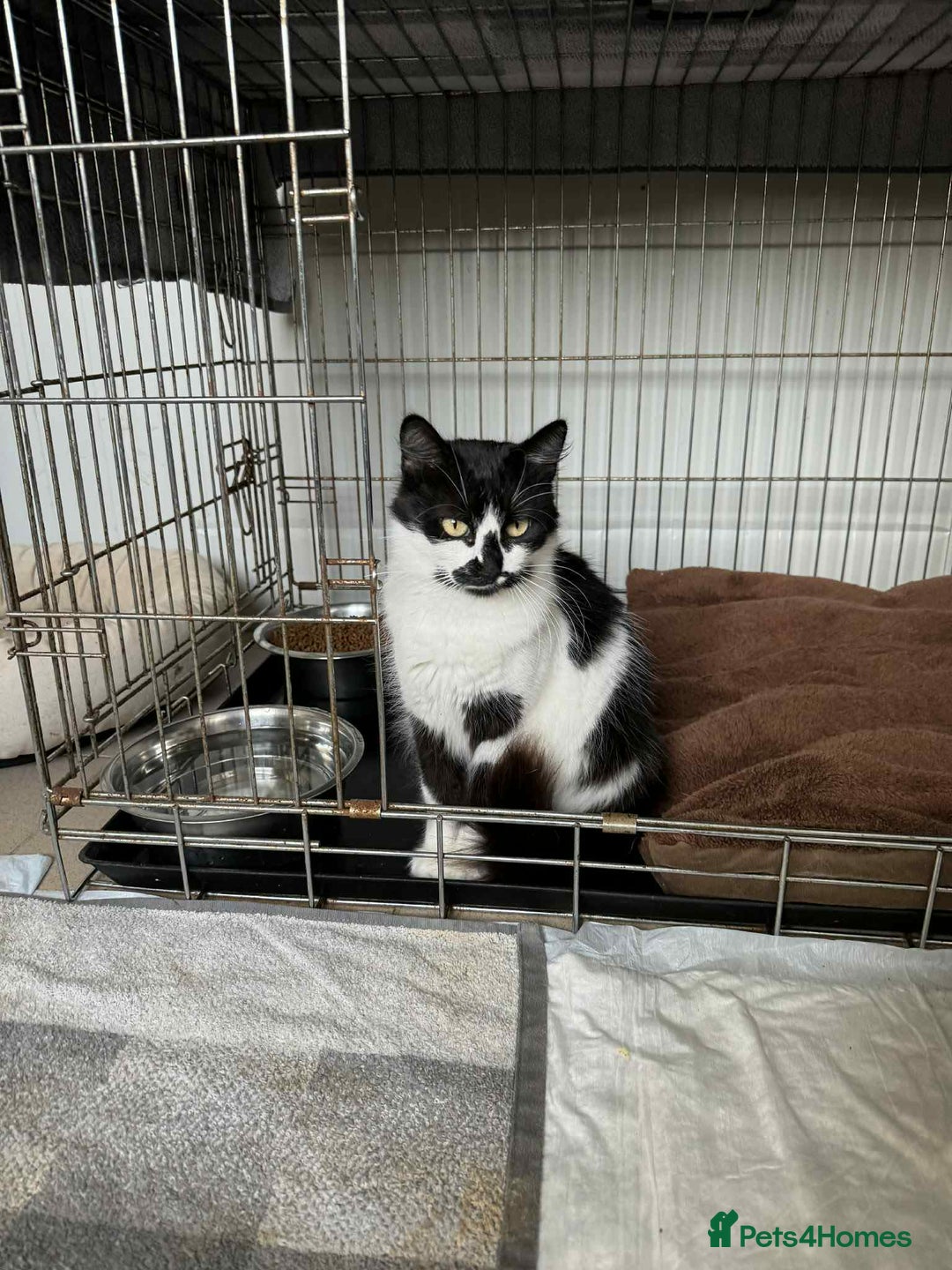 Mixed Breed cats for adoption: Hera - Norwich Norfolk  - Advert 1