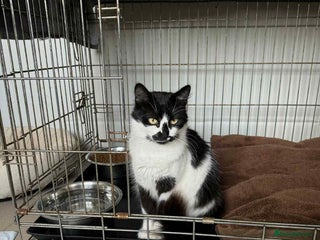 Mixed Breed cats Hera - Norwich Norfolk - Advert 1