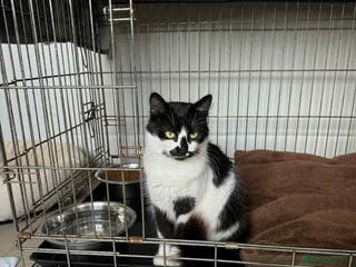 Mixed Breed cats Hera - Norwich Norfolk - Advert 13