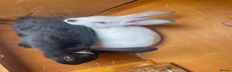 Mixed Breed rabbits for sale: New Zealand/Californian Cross - Advert 4