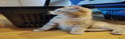 Mixed Breed cats for sale: Tabby and blue tortie girls looking forever home  - Advert 9