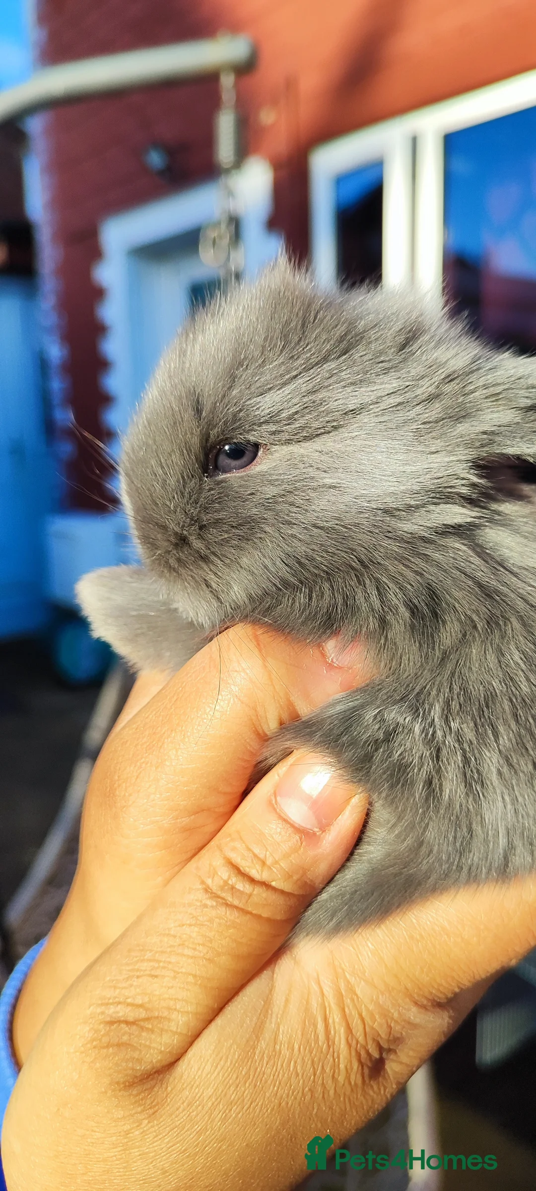 Mini Lop rabbits for sale: Beautiful mini lops  - Advert 2