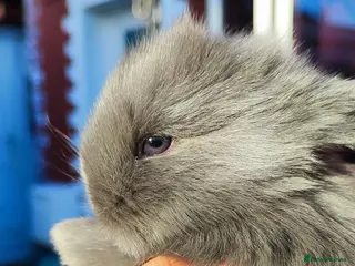 Mini Lop rabbits Beautiful mini lops - Advert 1