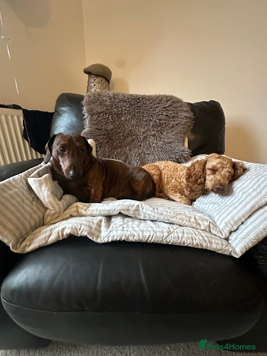 Mixed Breed dogs for sale: Doxiepoo puppys, Dachshund, Poodle - Image 12
