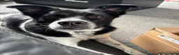 Mixed Breed dogs for adoption: Parker 🐾  - Advert 1