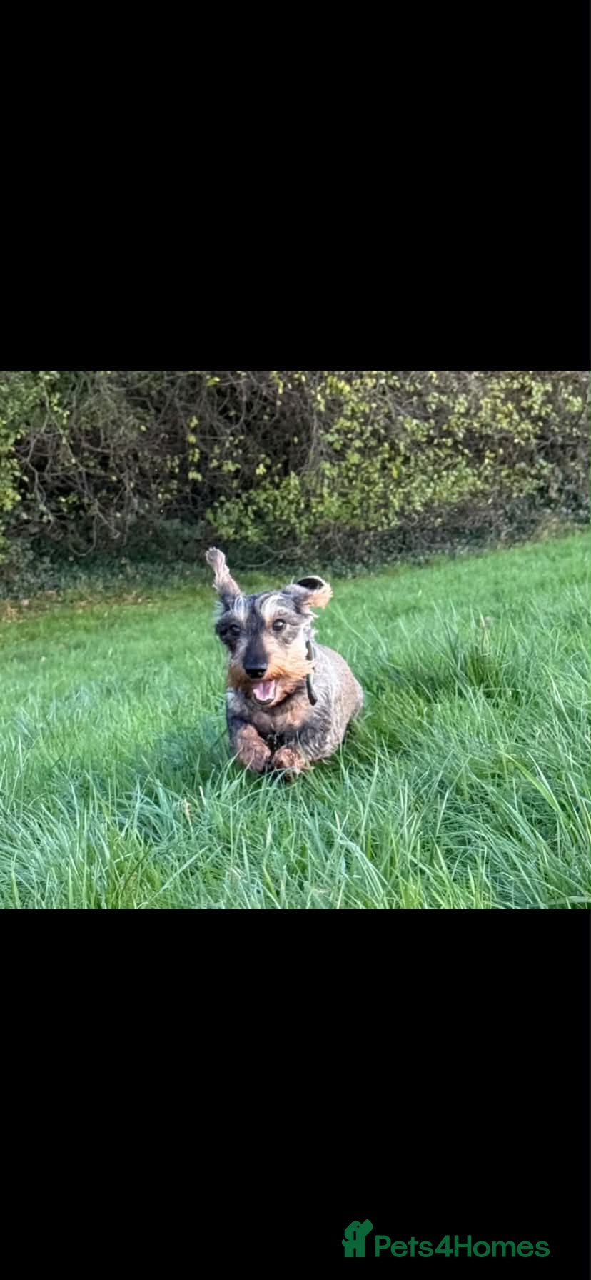 Miniature Dachshund dogs KC WIREHAIRED MINUATURE DACHSHUNDS  - Advert 2