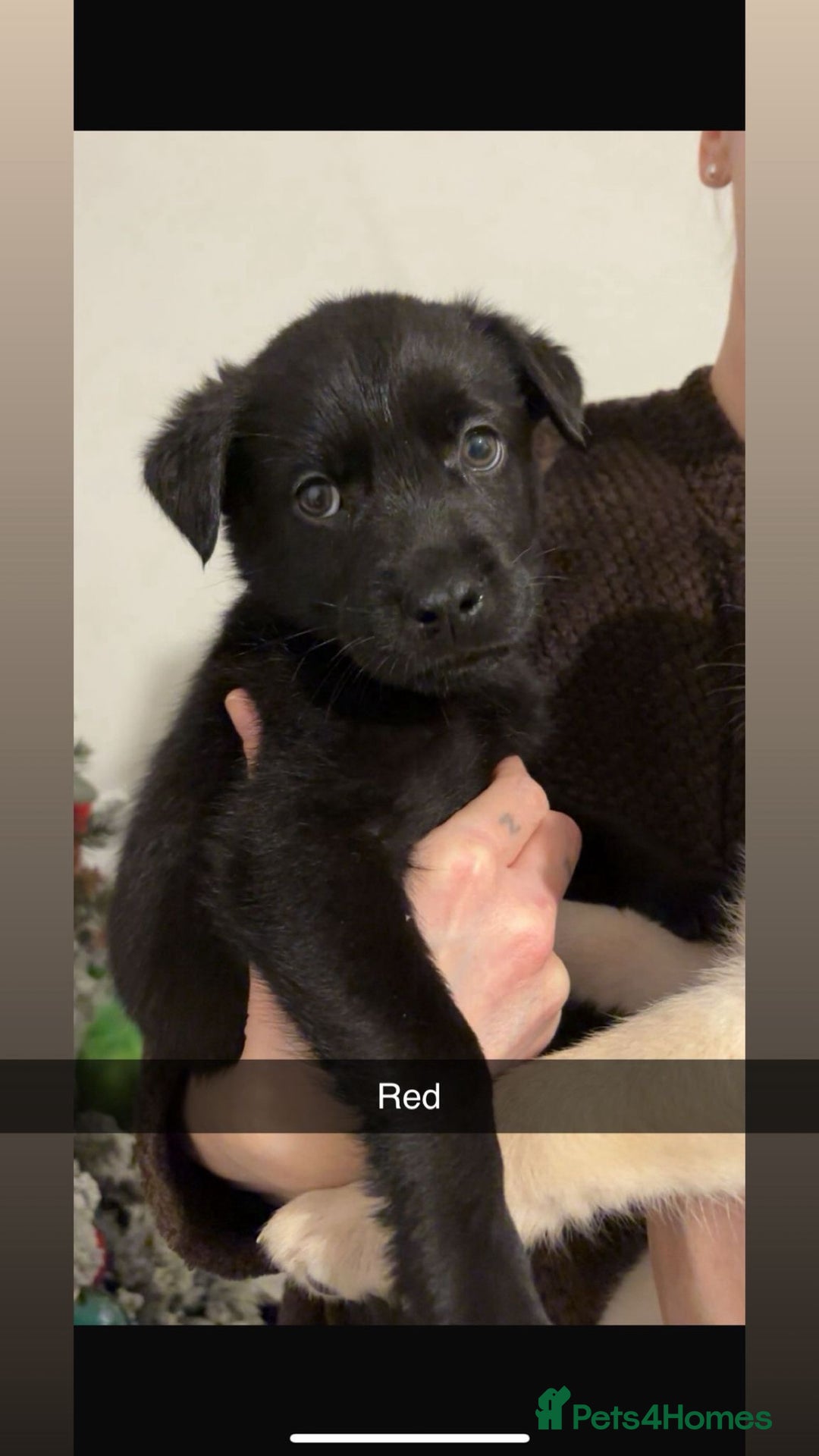 Mixed Breed dogs for sale: 8 gorgeous Huskador puppies for sale  - Advert 10