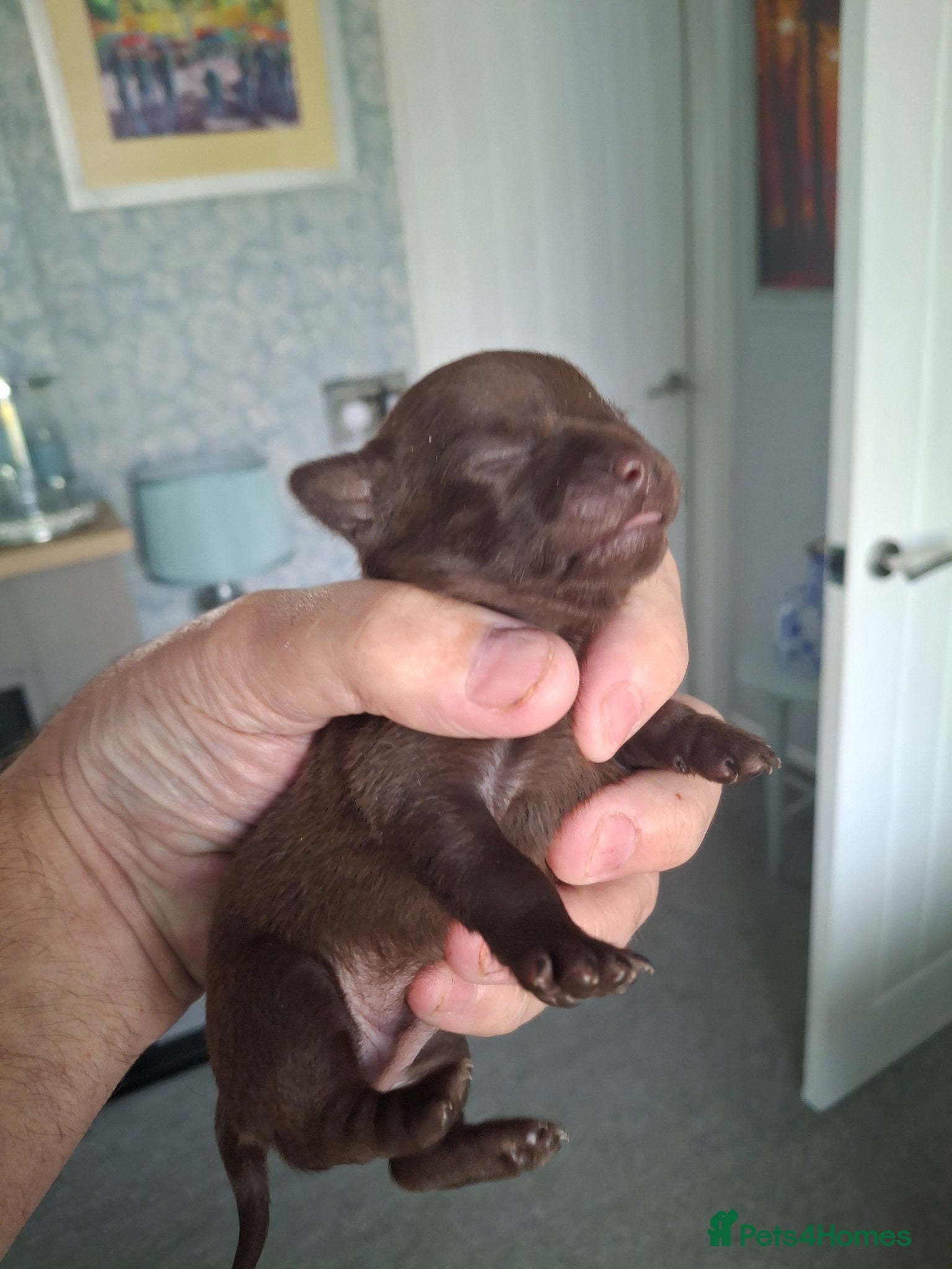 Chihuahua dogs Chihuahua puppies chocolate brown boy & girls - Advert 14