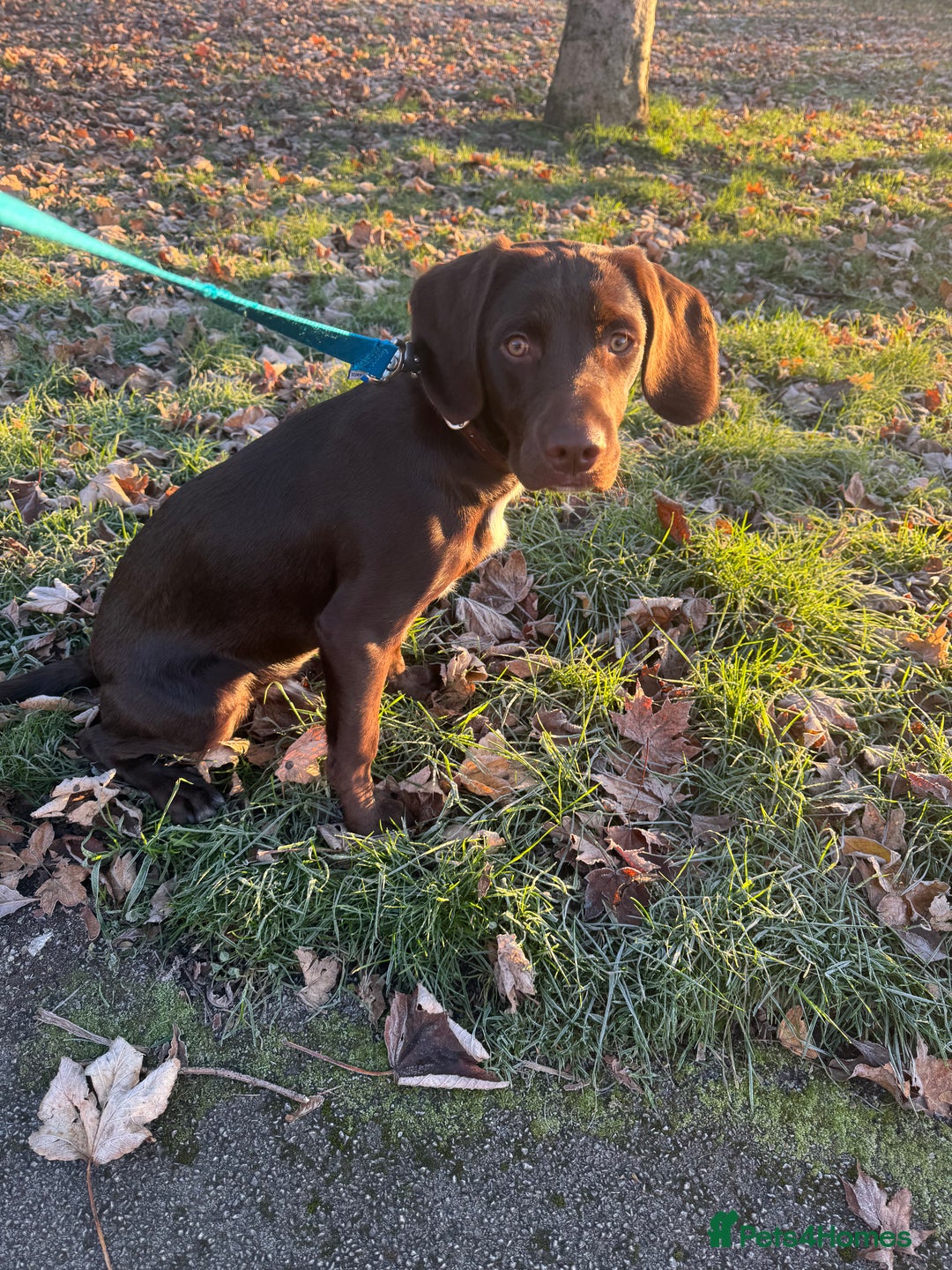 Springador dogs for sale: Springador Choco (male) looking for new home  - Advert 5