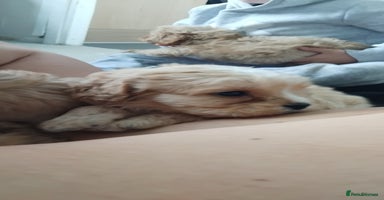 Cavapoo dogs Last remaining pup available  - Advert 16