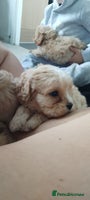 Cavapoo dogs Last remaining pup available - Advert 16