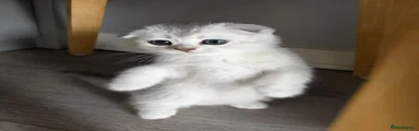 Scottish Fold 3
