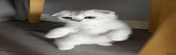 Scottish Fold cats for sale: Adorable Scottish Fold Kittens - Only 2 left - Advert 28